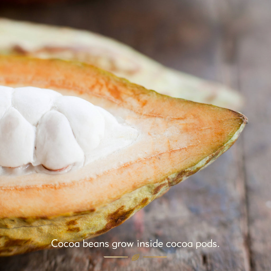 Cocoa pod with white beans inside.