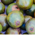 A close-up pile of Lucuma with some natural brown and purple bruising on their skins.