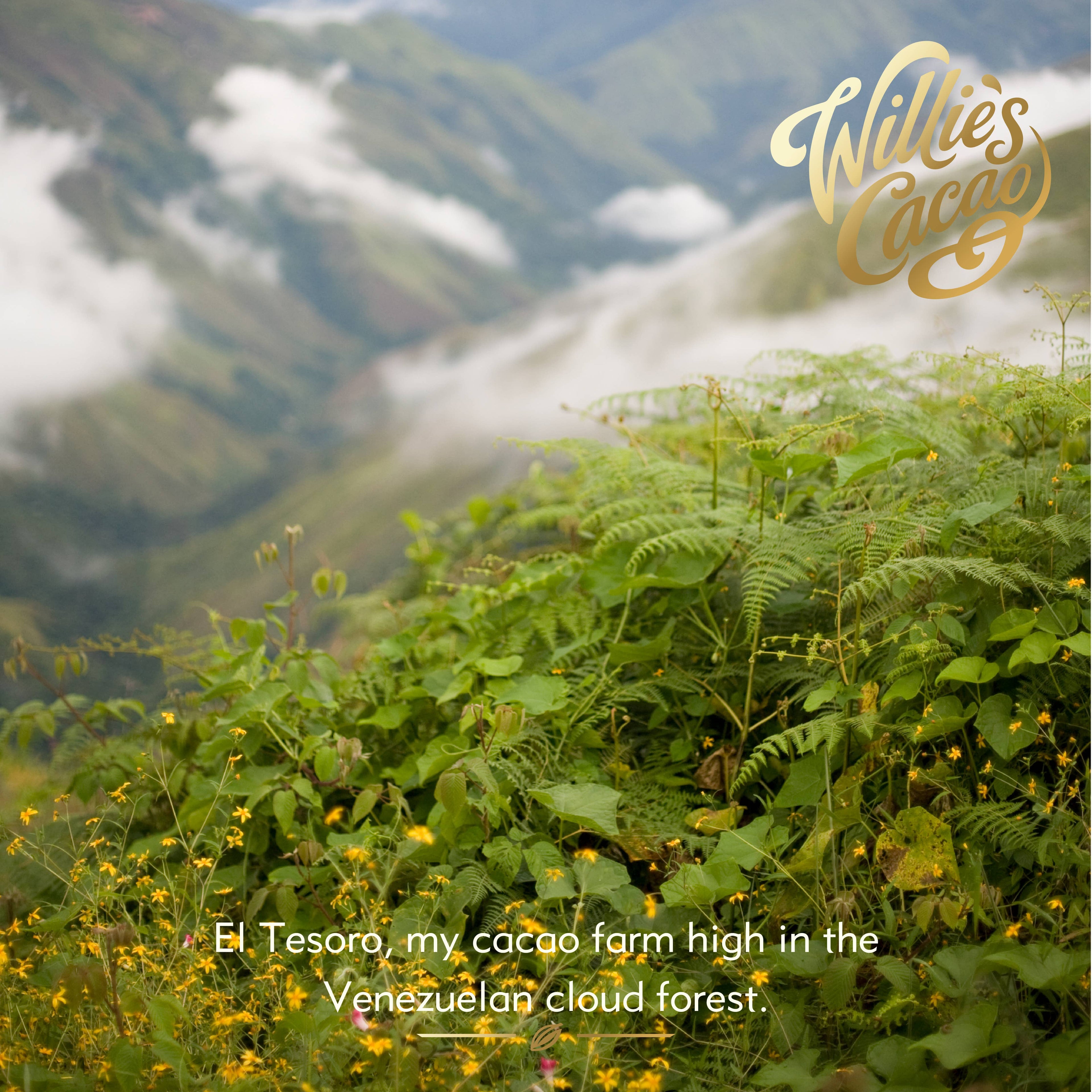 Cocoa farm high in the Venezuelan cloud forest with 'Willie's Cacao' branding.