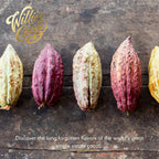 Willie's Cacao single estate cacao pods in purple, green, and yellow on rustic wooden surface, sourced from world's great single estate cacao farms